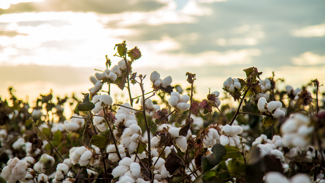 Not All Cottons are Created Equal